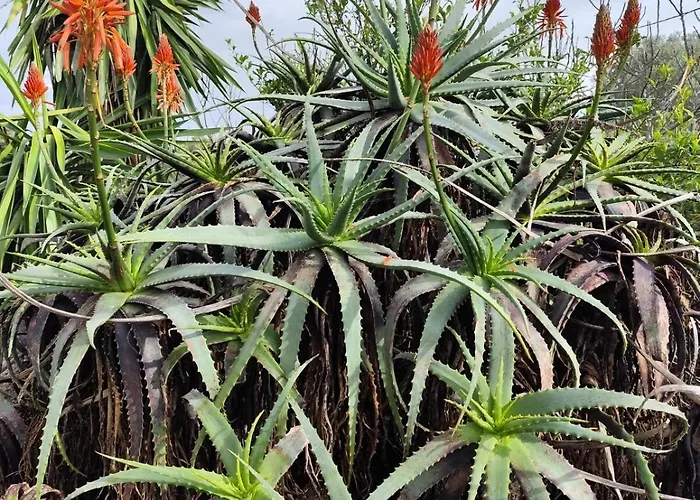 Casa Felice, Bergerie En Pierre, Jacuzzi, Jardin Vila San-Gavino-di-Carbini